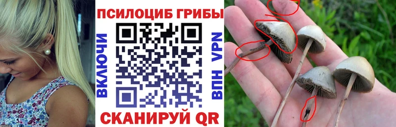 Псилоцибиновые грибы GOLDEN TEACHER  как найти наркотики  Богородицк 